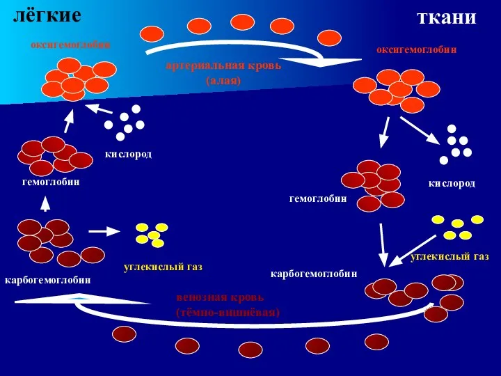 гемоглобин кислород гемоглобин оксигемоглобин оксигемоглобин кислород карбогемоглобин карбогемоглобин углекислый газ углекислый