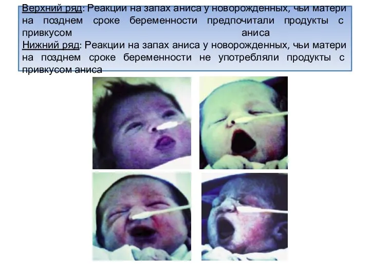 Верхний ряд: Реакции на запах аниса у новорожденных, чьи матери на