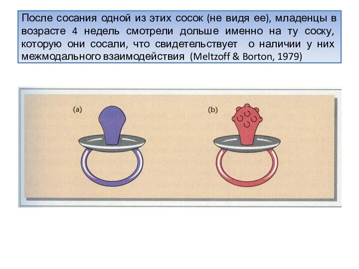 После сосания одной из этих сосок (не видя ее), младенцы в