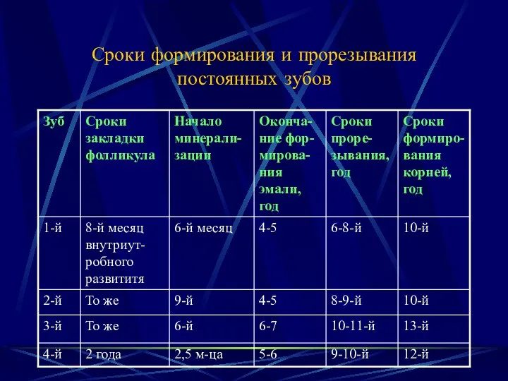 Сроки формирования и прорезывания постоянных зубов