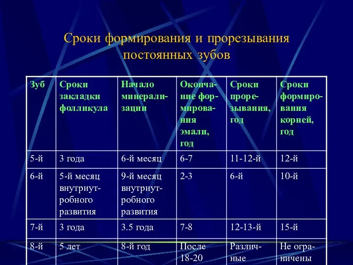 Сроки формирования и прорезывания постоянных зубов