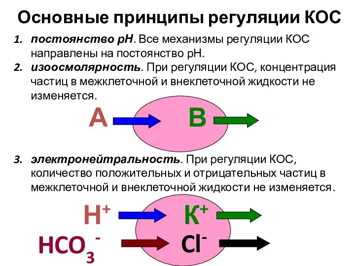 Основные принципы регуляции КОС постоянство рН. Все механизмы регуляции КОС направлены