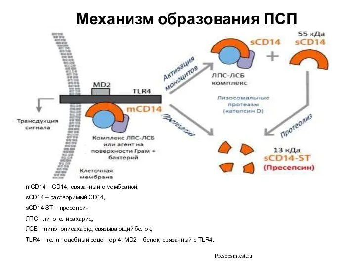 Механизм образования ПСП . mCD14 – СD14, связанный с мембраной, sCD14