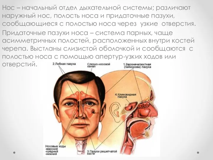 Нос – начальный отдел дыхательной системы; различают наружный нос, полость носа