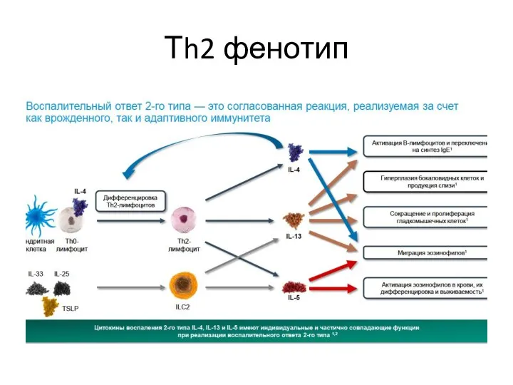 Тh2 фенотип