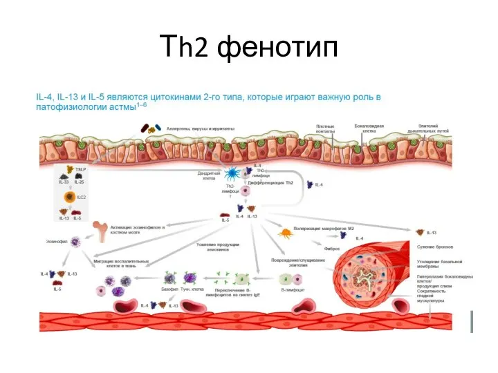 Тh2 фенотип