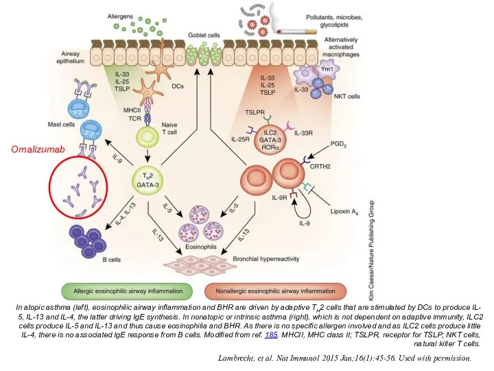 In atopic asthma (left), eosinophilic airway inflammation and BHR are driven