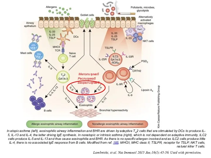 In atopic asthma (left), eosinophilic airway inflammation and BHR are driven