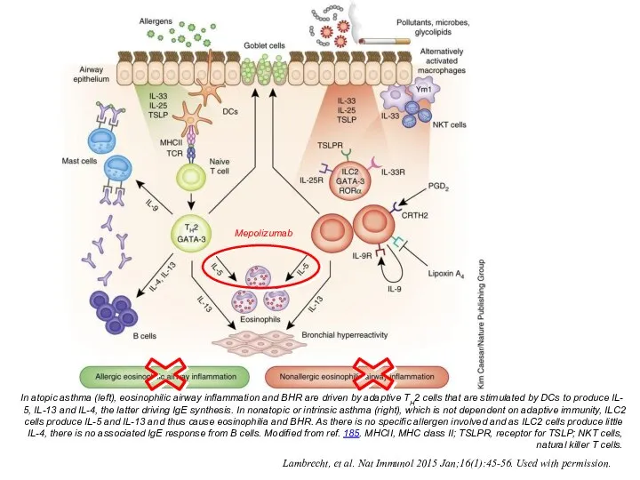 In atopic asthma (left), eosinophilic airway inflammation and BHR are driven