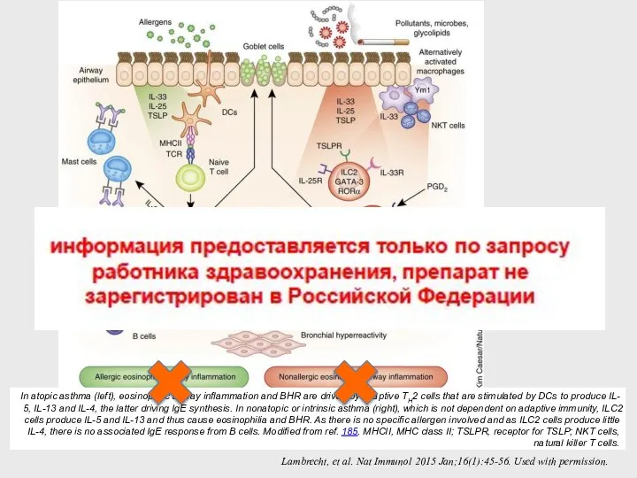 In atopic asthma (left), eosinophilic airway inflammation and BHR are driven