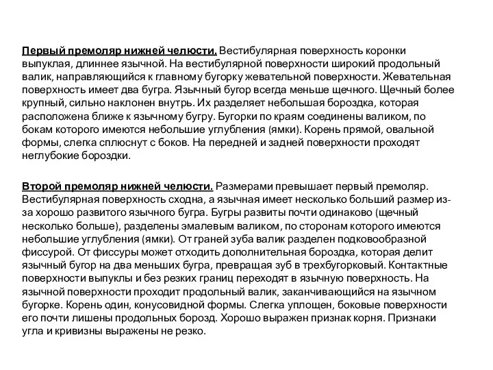 Первый премоляр нижней челюсти. Вестибулярная поверхность коронки выпуклая, длиннее язычной. На