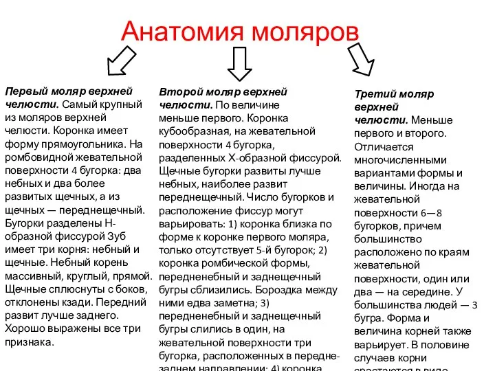 Анатомия моляров Первый моляр верхней челюсти. Самый крупный из моляров верхней