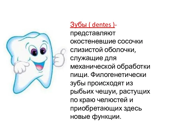 Зубы ( dentes )- представляют окостеневшие сосочки слизистой оболочки, служащие для