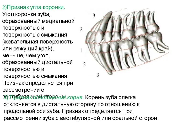 2)Признак угла коронки. Угол коронки зуба, образованный медиальной поверхностью и поверхностью