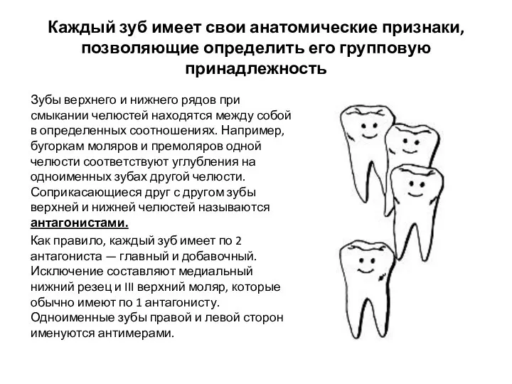 Каждый зуб имеет свои анатомические признаки, позволяющие определить его групповую принадлежность