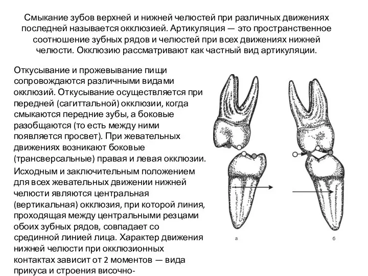 Смыкание зубов верхней и нижней челюстей при различных движениях последней называется