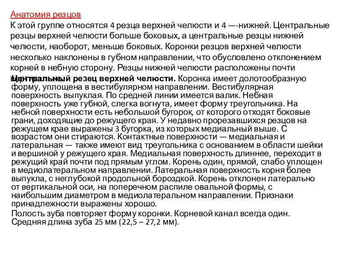 Центральный резец верхней челюсти. Коронка имеет долотообразную форму, уплощена в вестибулярном