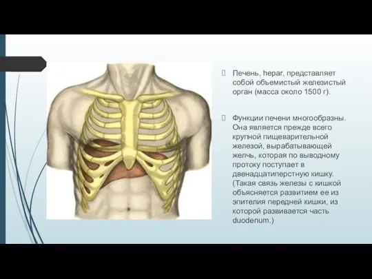 Печень, hepar, представляет собой объемистый железистый орган (масса около 1500 г).