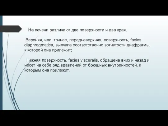 На печени различают две поверхности и два края. Верхняя, или, точнее,