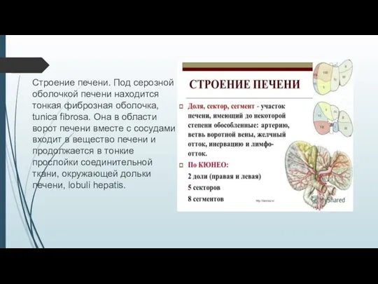 Строение печени. Под серозной оболочкой печени находится тонкая фиброзная оболочка, tunica