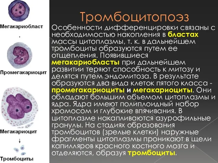 Тромбоцитопоэз Особенности дифференцировки связаны с необходимостью накопления в бластах массы цитоплазмы,