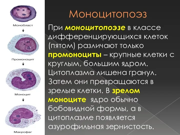 Моноцитопоэз При моноцитопоэзе в классе дифференцирующихся клеток (пятом) различают только промоноциты