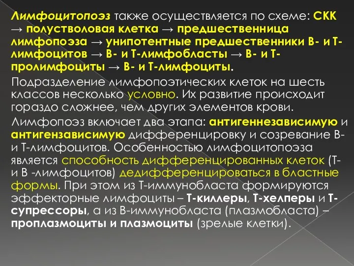 Лимфоцитопоэз также осуществляется по схеме: СКК → полустволовая клетка → предшественница