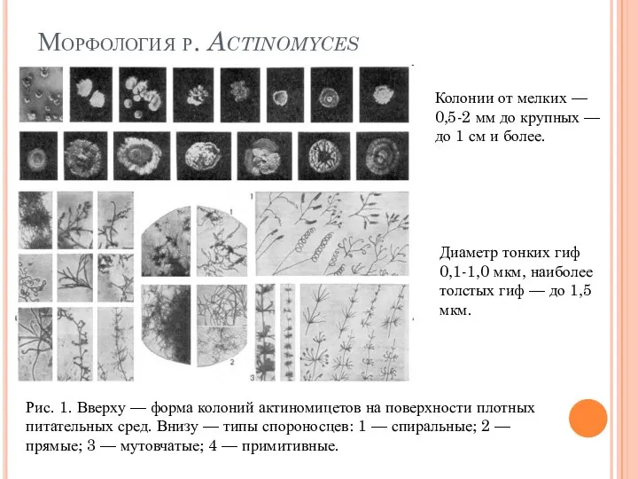 Морфология р. Actinomyces Колонии от мелких — 0,5-2 мм до крупных