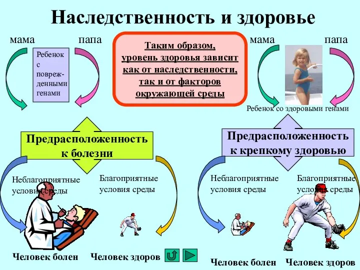 Наследственность и здоровье мама папа Ребенок с повреж- денными генами Предрасположенность