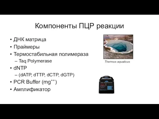 Компоненты ПЦР реакции ДНК матрица Праймеры Термостабильная полимераза Taq Polymerase dNTP