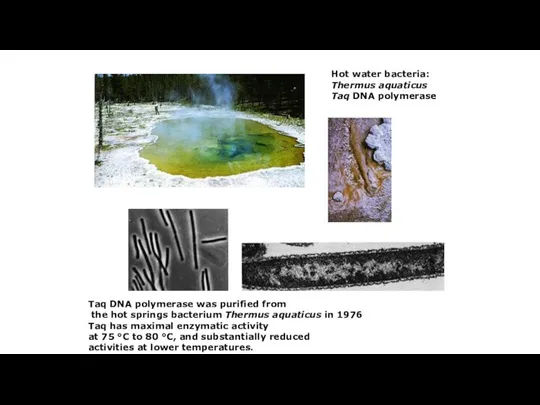 Hot water bacteria: Thermus aquaticus Taq DNA polymerase Taq DNA polymerase