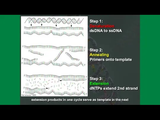 Step 1: Denaturation dsDNA to ssDNA Step 2: Annealing Primers onto