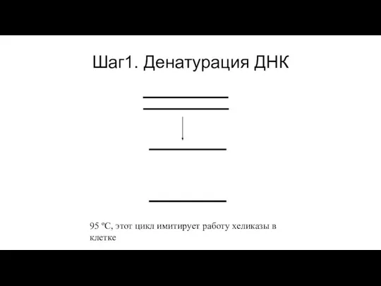 Шаг1. Денатурация ДНК 95 ºC, этот цикл имитирует работу хеликазы в клетке