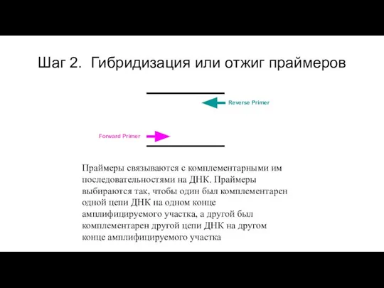 Шаг 2. Гибридизация или отжиг праймеров Праймеры связываются с комплементарными им