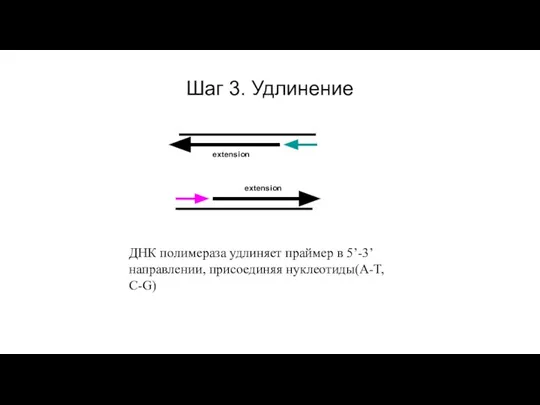 Шаг 3. Удлинение ДНК полимераза удлиняет праймер в 5’-3’ направлении, присоединяя нуклеотиды(A-T, C-G) extension extension