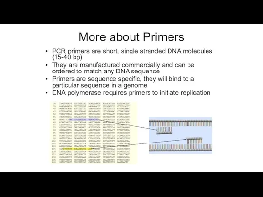 More about Primers PCR primers are short, single stranded DNA molecules
