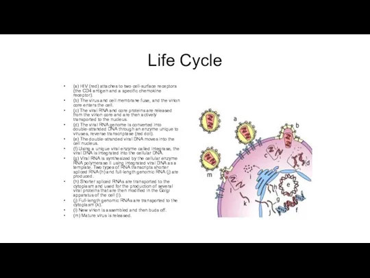 Life Cycle (a) HIV (red) attaches to two cell-surface receptors (the