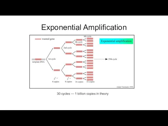 Exponential Amplification 30 cycles --- 1 billion copies in theory