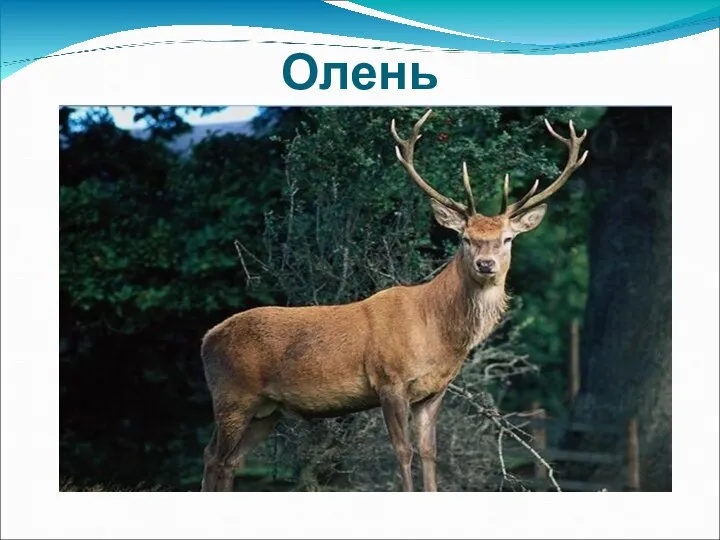 Олень