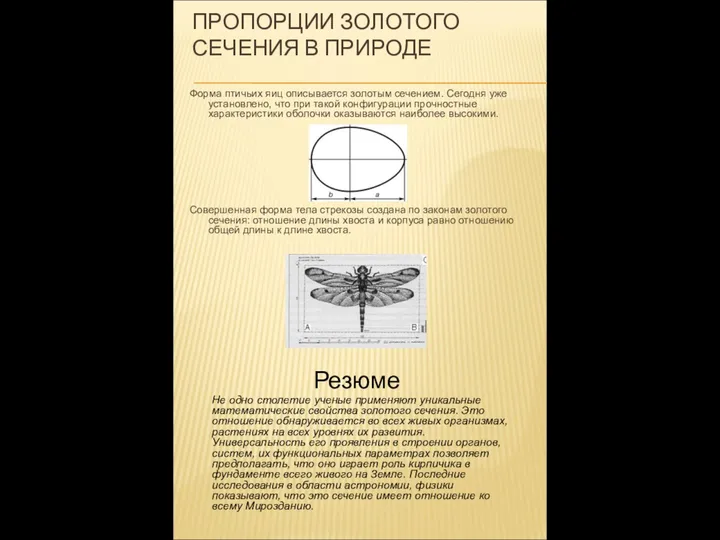 ПРОПОРЦИИ ЗОЛОТОГО СЕЧЕНИЯ В ПРИРОДЕ Форма птичьих яиц описывается золотым сечением.