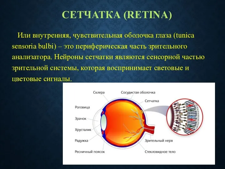 СЕТЧАТКА (RETINA) Или внутренняя, чувствительная оболочка глаза (tunica sensoria bulbi) –