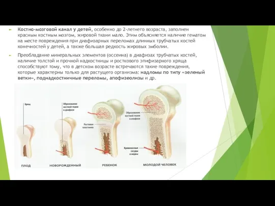 Костно-мозговой канал у детей, особенно до 2-летнего возраста, заполнен красным костным