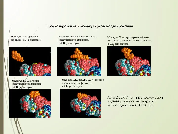 Молекула доксициклина нет связи с СВ1 рецептором Молекула римонабант антагонист имеет