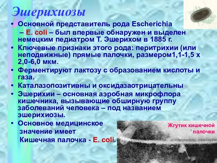 Эшерихиозы Основной представитель рода Escherichia – E. coli – был впервые