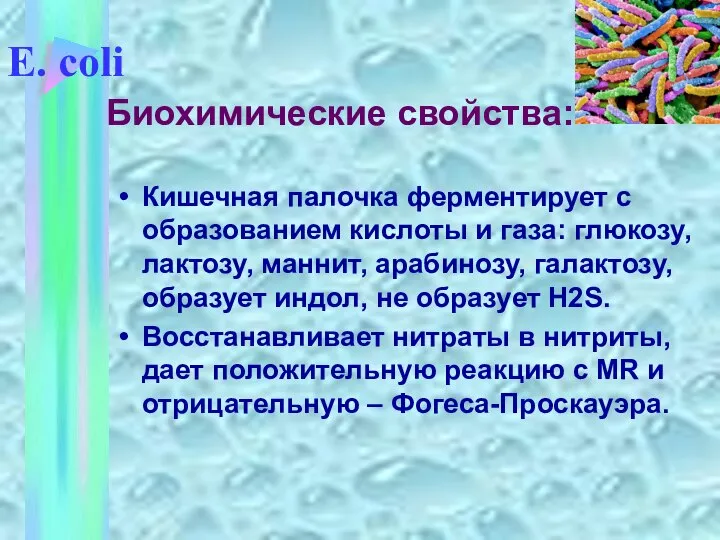 E. coli Кишечная палочка ферментирует с образованием кислоты и газа: глюкозу,