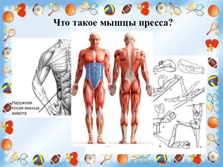 Что такое мышцы пресса?