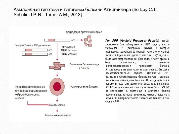 Амилоидная гипотеза и патогенез болезни Альцгеймера (по Loy C.T., Schofield P.