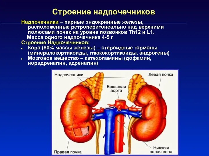 Строение надпочечников Надпочечники – парные эндокринные железы, расположенные ретроперитонеально над верхними