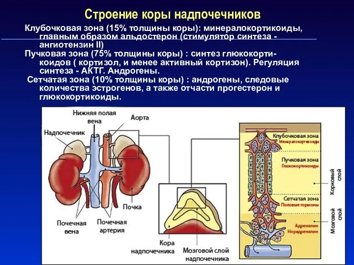 Строение коры надпочечников Клубочковая зона (15% толщины коры): минералокортикоиды, главным образом