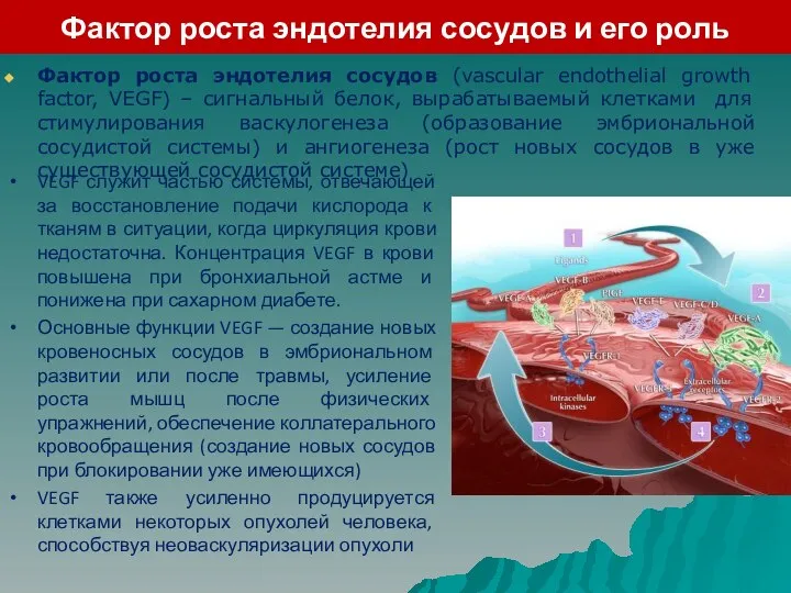 Фактор роста эндотелия сосудов и его роль Фактор роста эндотелия сосудов